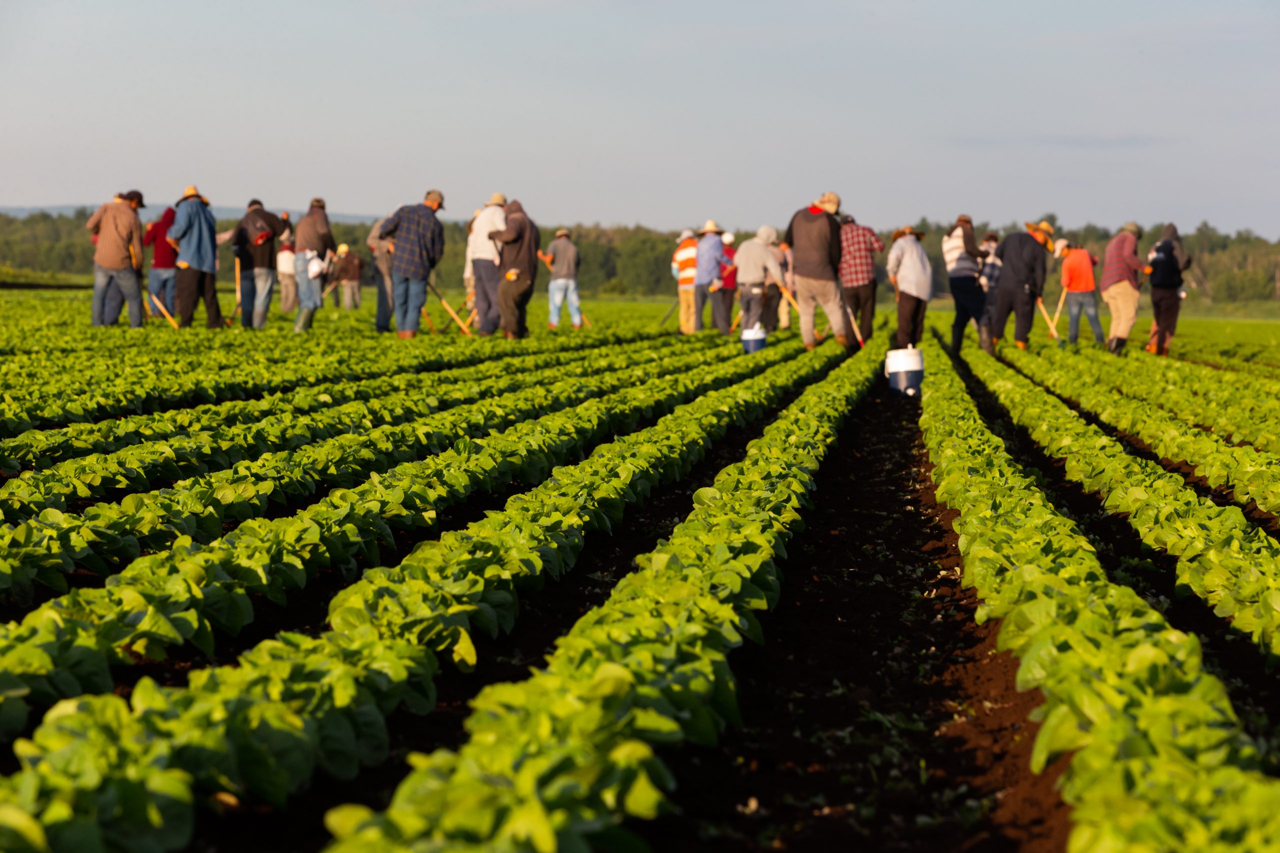 seasonal,agricultural,field,workers,,imigrants,,working,the,rich,soil,of